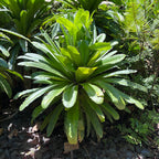 Theophrasta americana