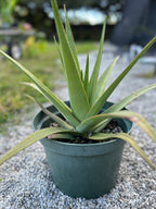 Aloe tormentorii