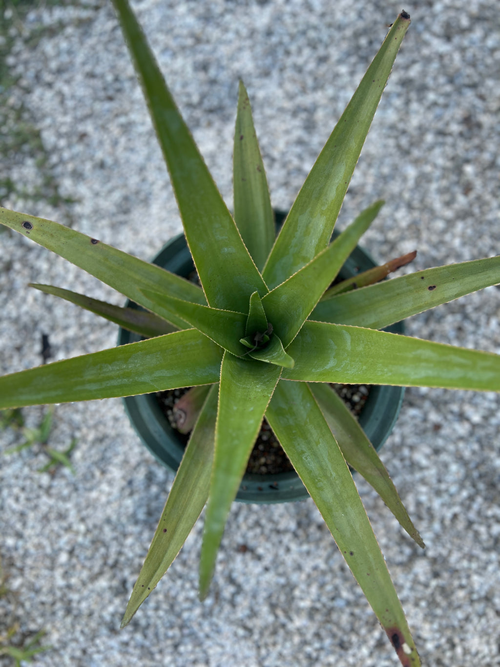 Aloe tormentorii