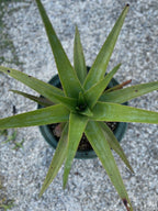 Aloe tormentorii