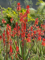 Aloe dawei