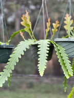 Weberocereus imitans