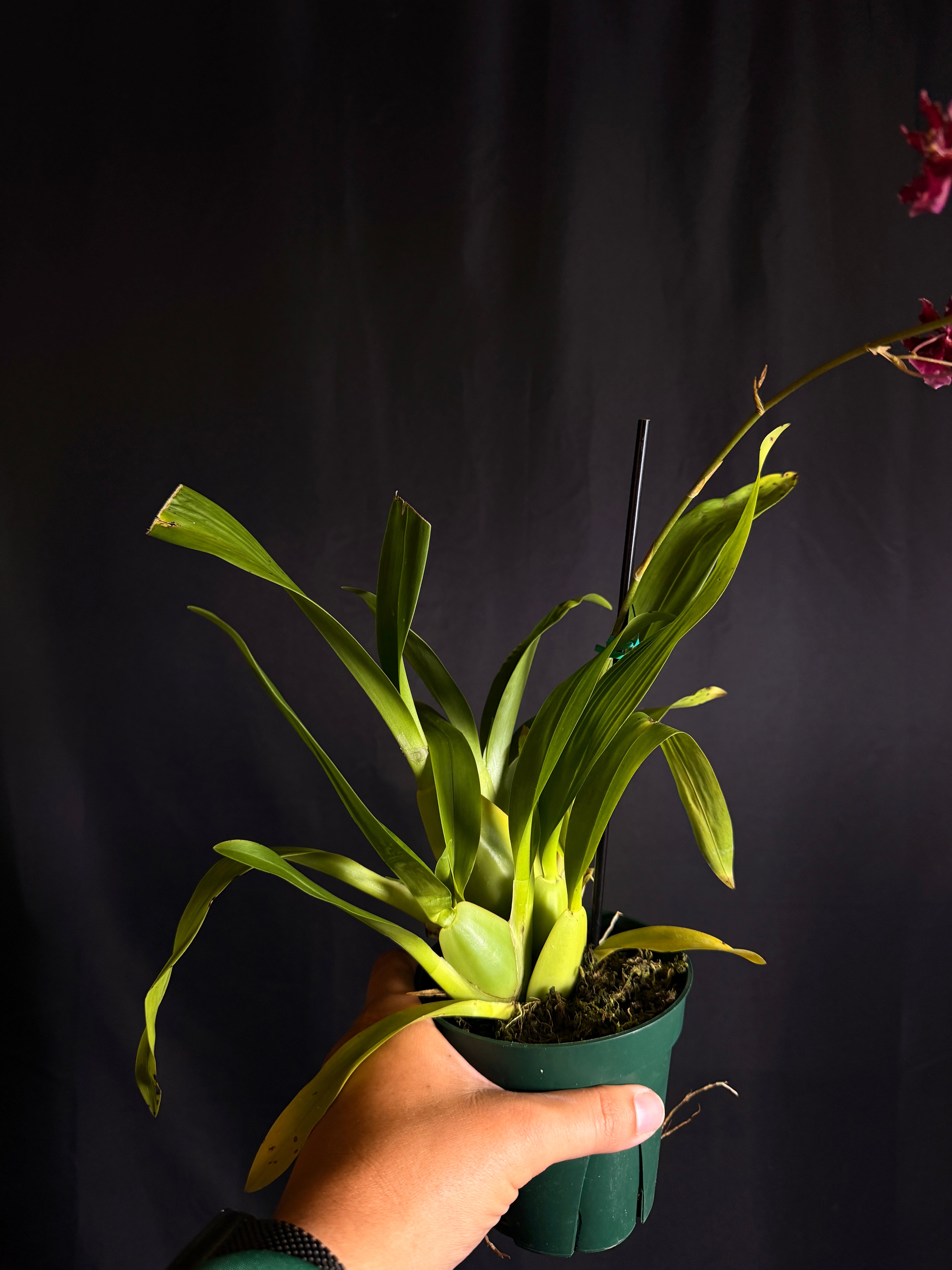 Oncidium ‘Sharry Baby Red Fantasy’