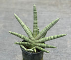 Sansevieria cylindrica 'Boncel'