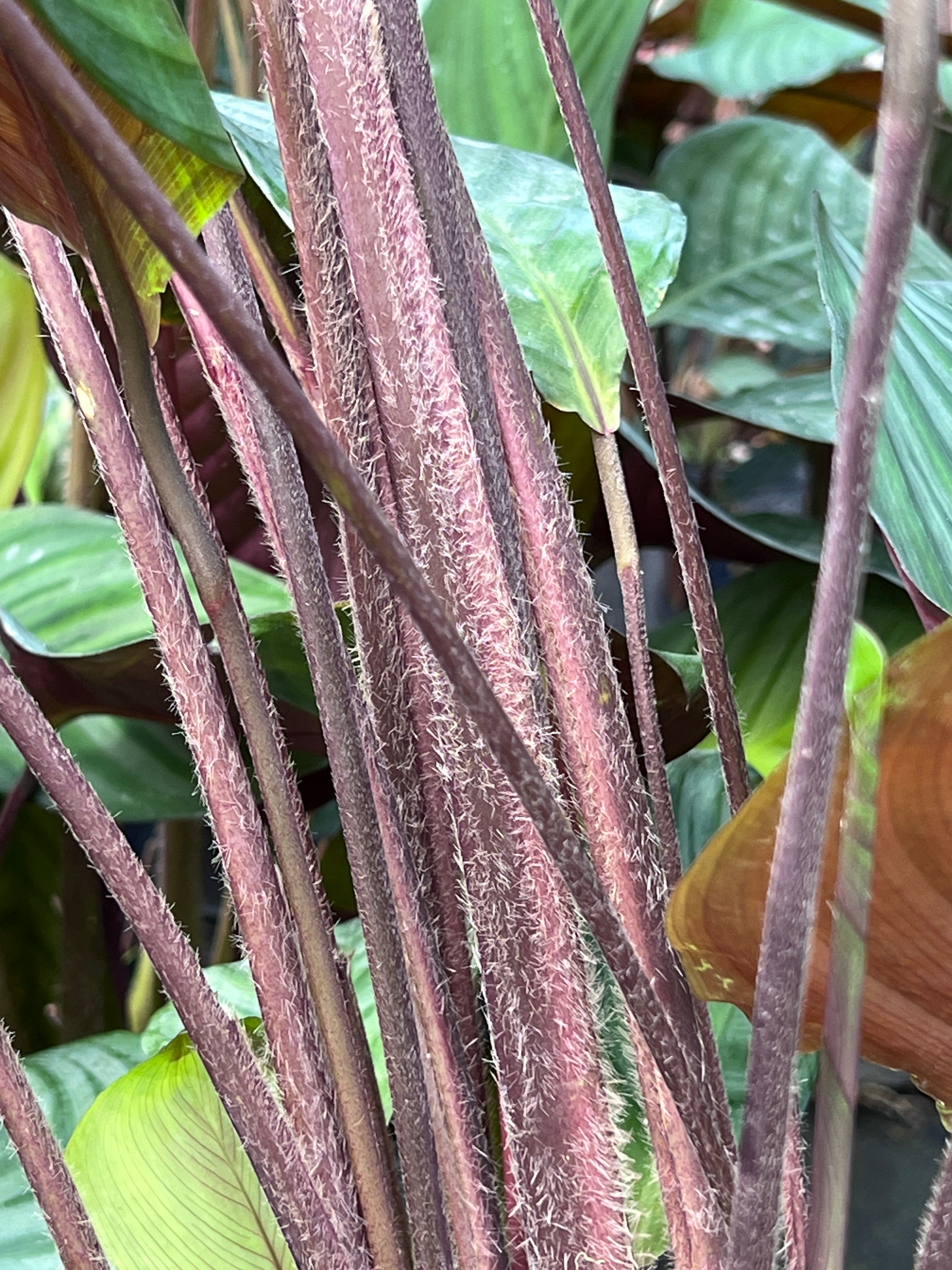 Ctenanthe cf. setosa