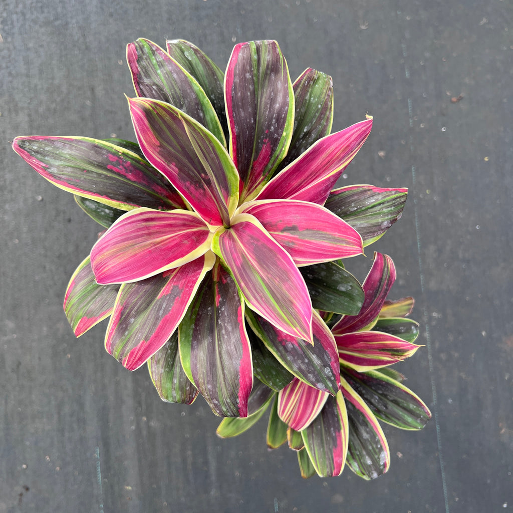 Cordyline fruticosa 'Cameroon'