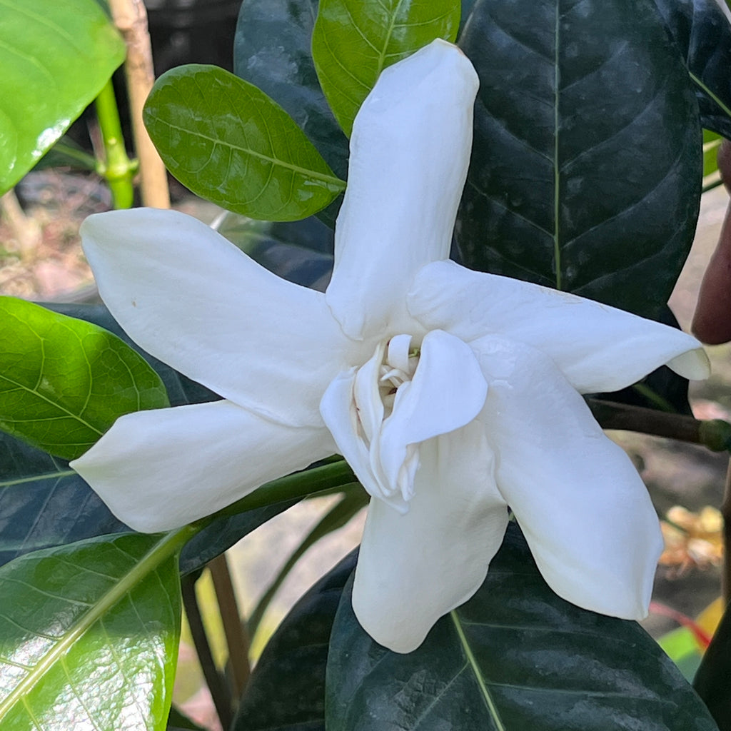 Gardenia taitensis 'Double'