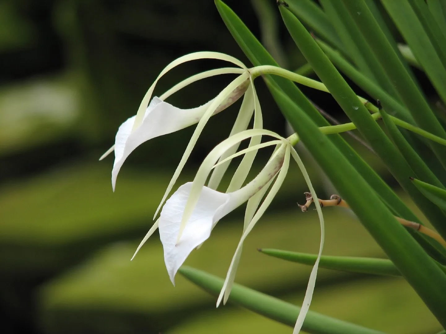 Brassavola Nodosa