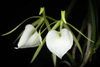 Brassavola Nodosa