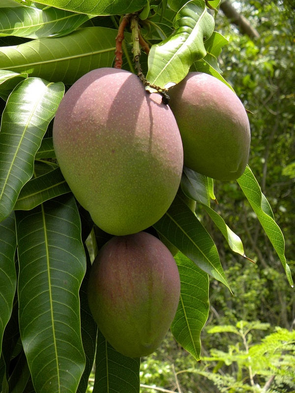 Mangifera indica 'Kent'