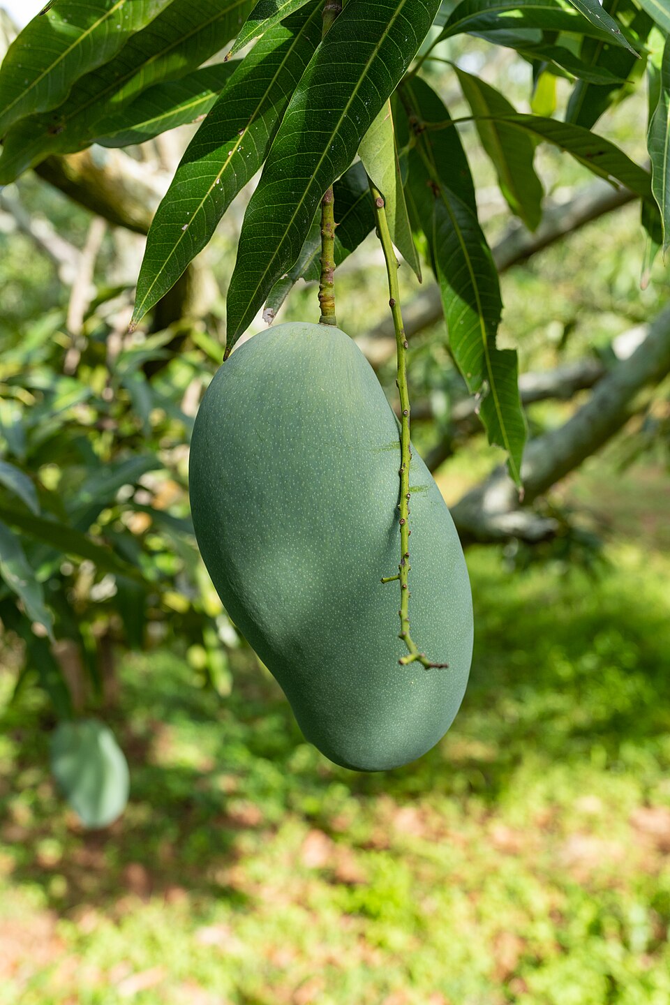 Mangifera indica 'Mallika'