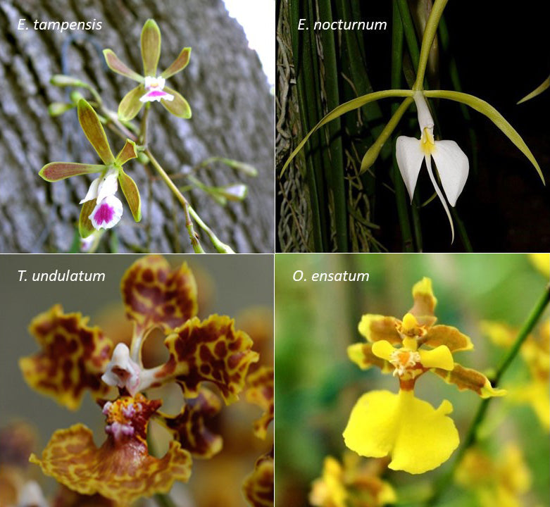 The Million Orchid Project Restoration Kit - Four native species bundle (Tree and Ground species)