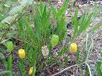Physalis walteri