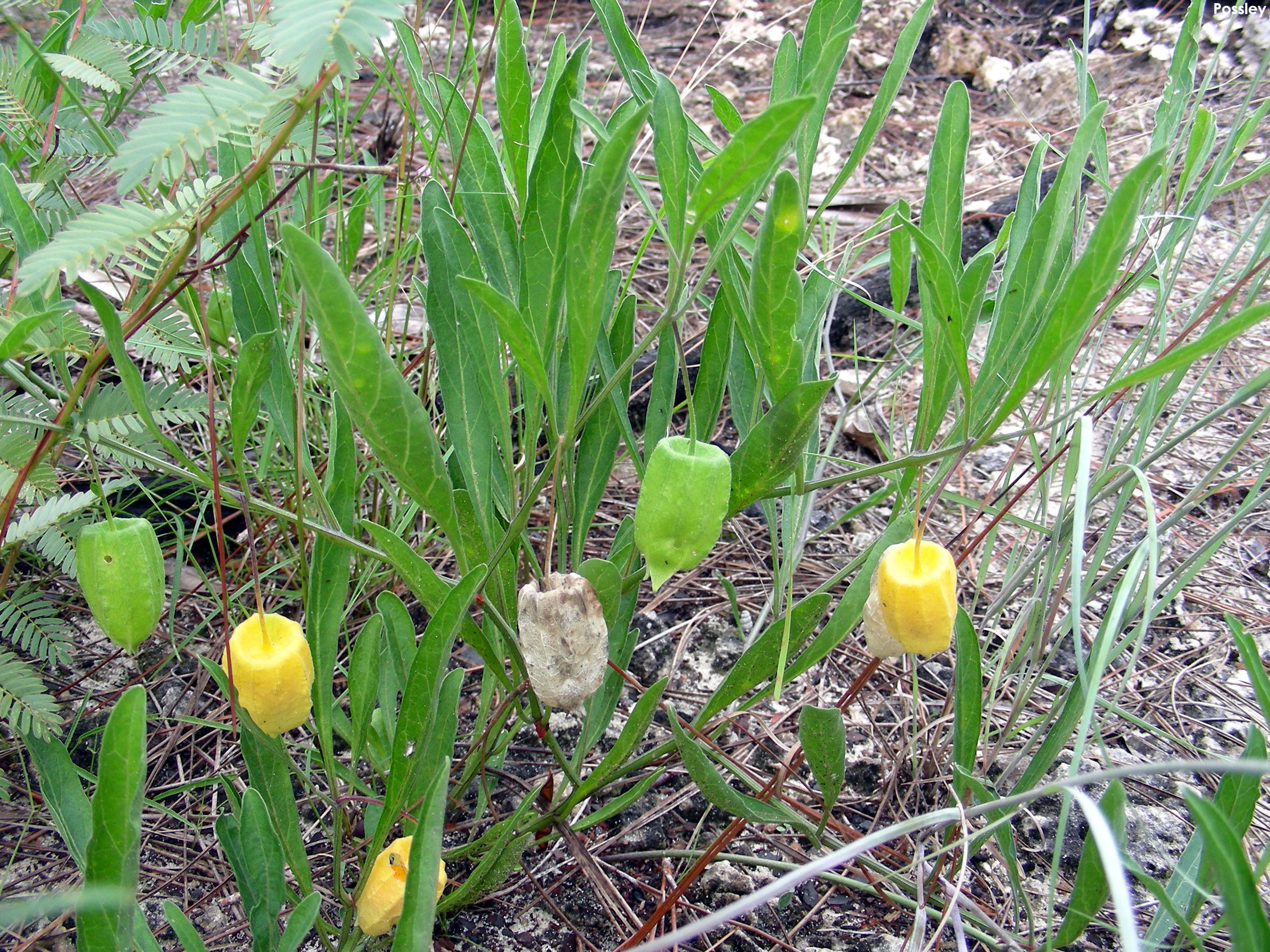 Physalis walteri