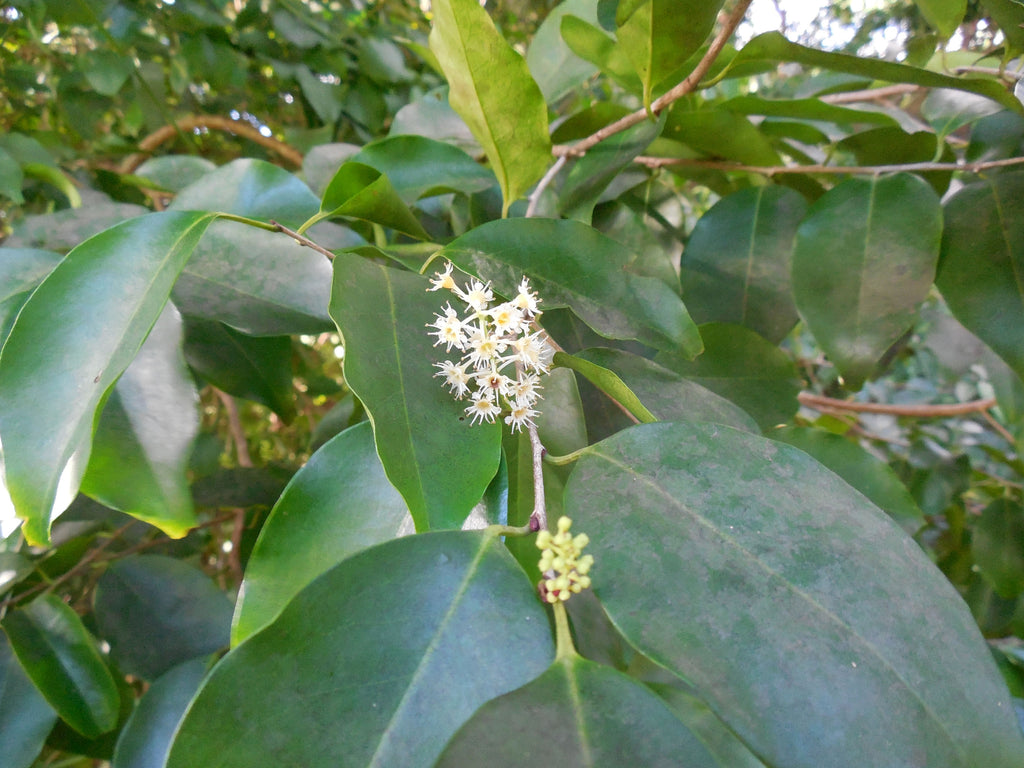 Prunus myrtifolia