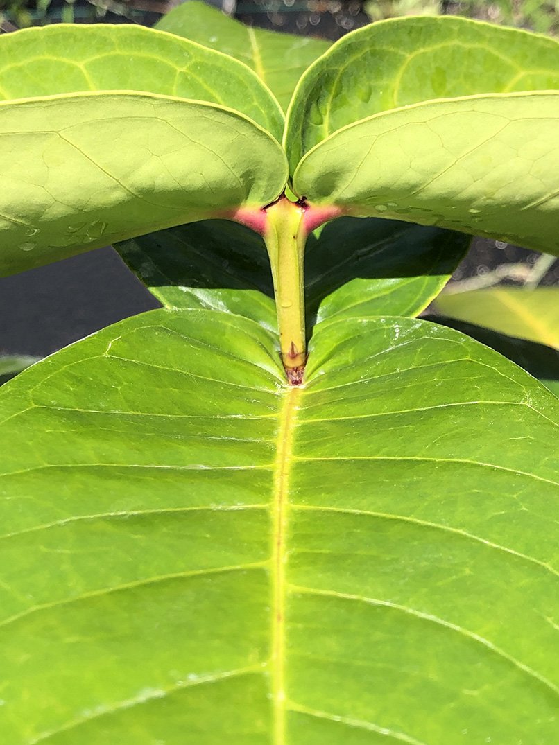 Syzygium thalassicum