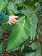 Syzygium thalassicum