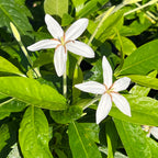 Alibertia sp. 'Shooting Star'