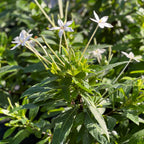 Alibertia sp. 'Shooting Star'