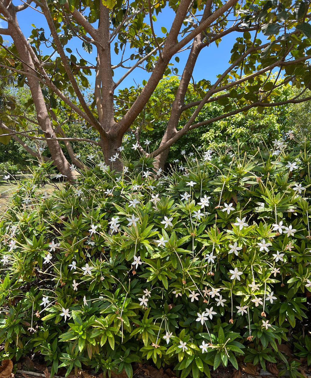 Alibertia sp. 'Shooting Star'