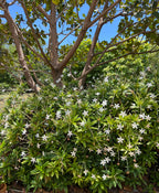 Alibertia sp. 'Shooting Star'