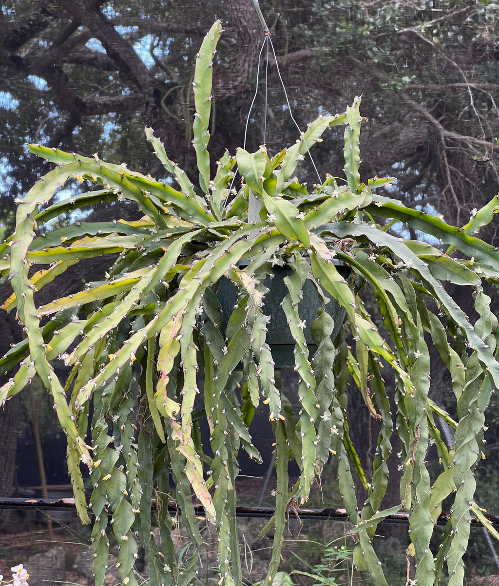 Lepismium cruciforme f. spiralis