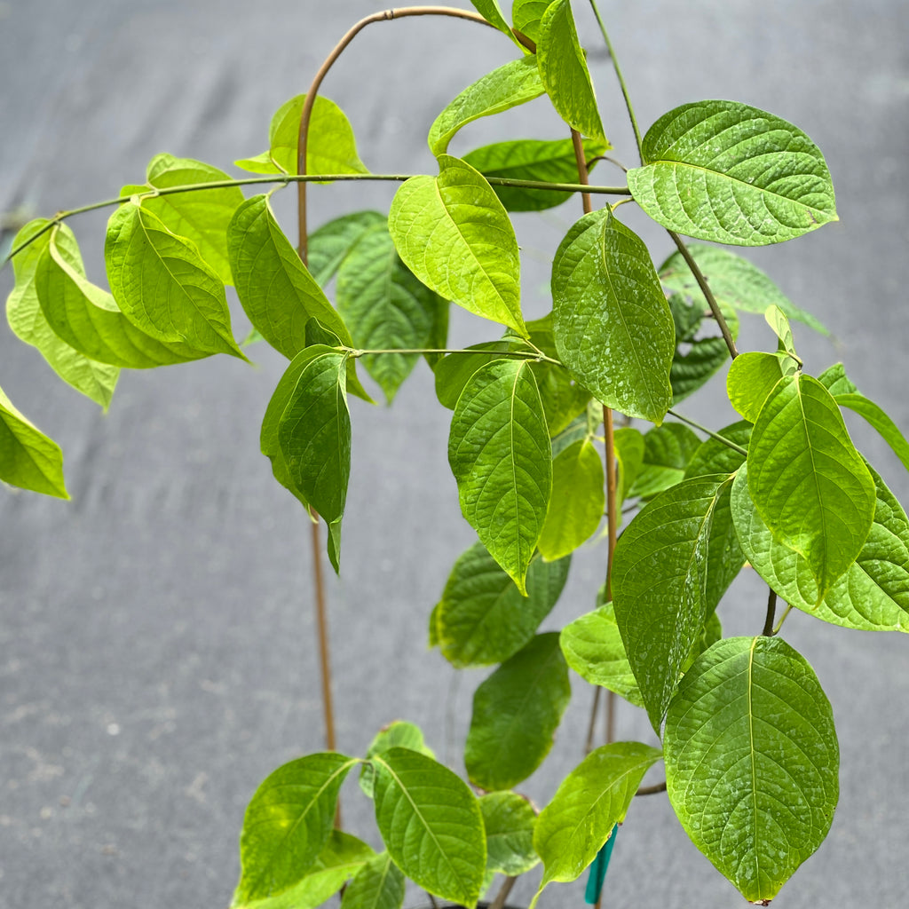 Banisteriopsis caapi