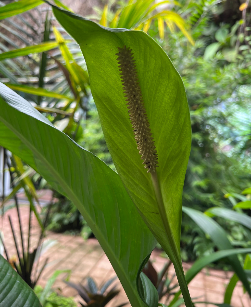 Spathiphyllum phryniifolium