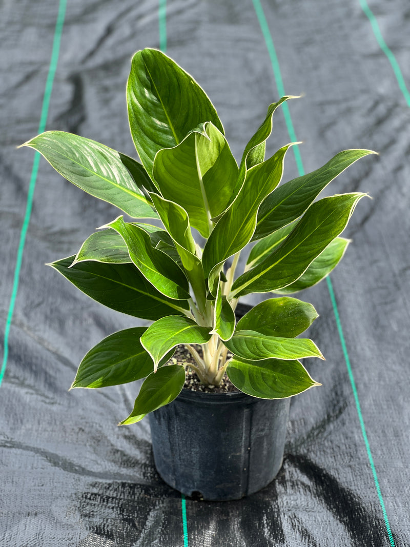 Aglaonema ‘White Edge’
