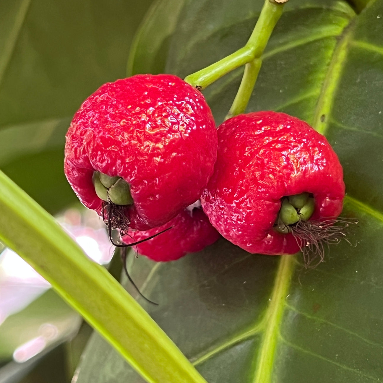 Syzygium thalassicum