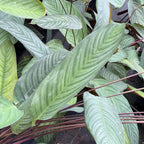 Ctenanthe cf. setosa