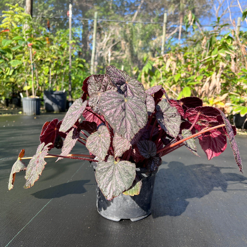 Begonia 'Passing Storm'