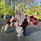 Begonia 'Passing Storm'