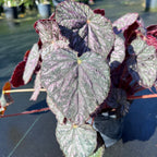Begonia 'Passing Storm'
