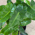 Philodendron burle-marxii