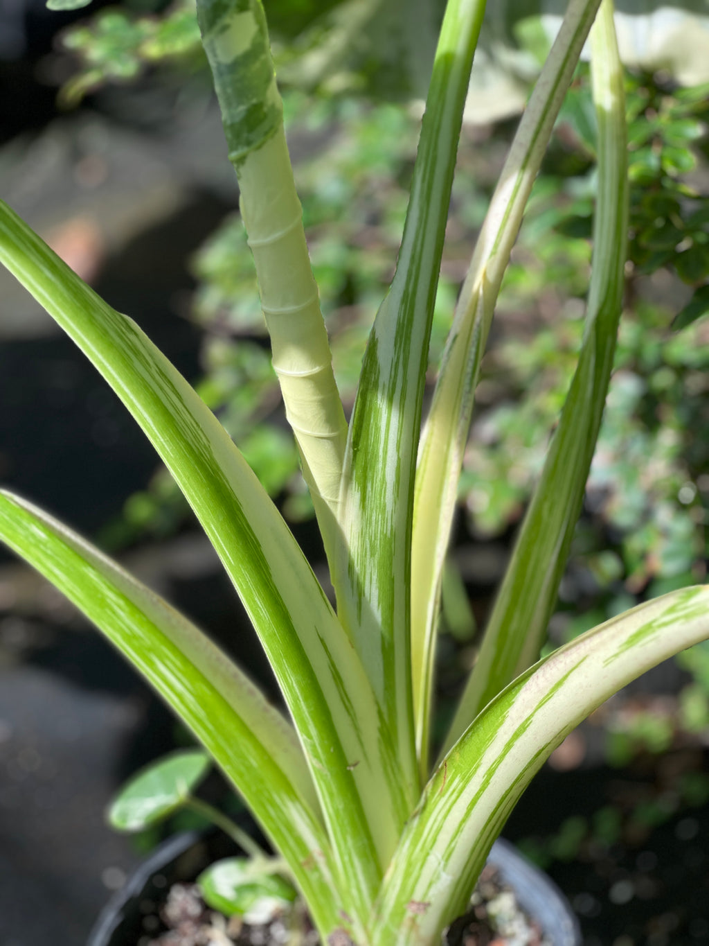 Alocasia macrorrhizos var. variegata