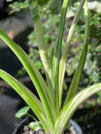 Alocasia macrorrhizos var. variegata