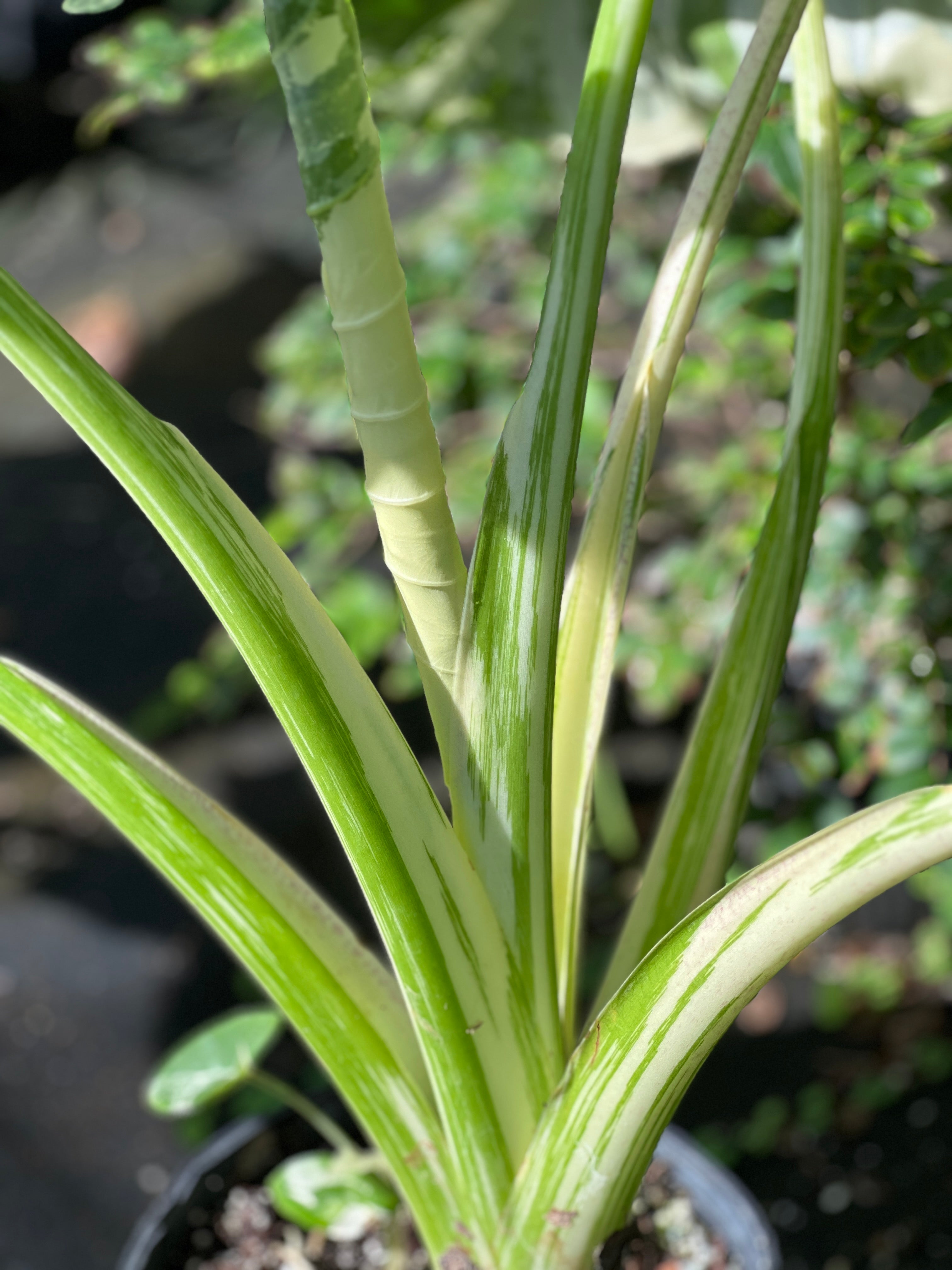 Alocasia macrorrhizos var. variegata