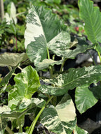 Alocasia macrorrhizos var. variegata