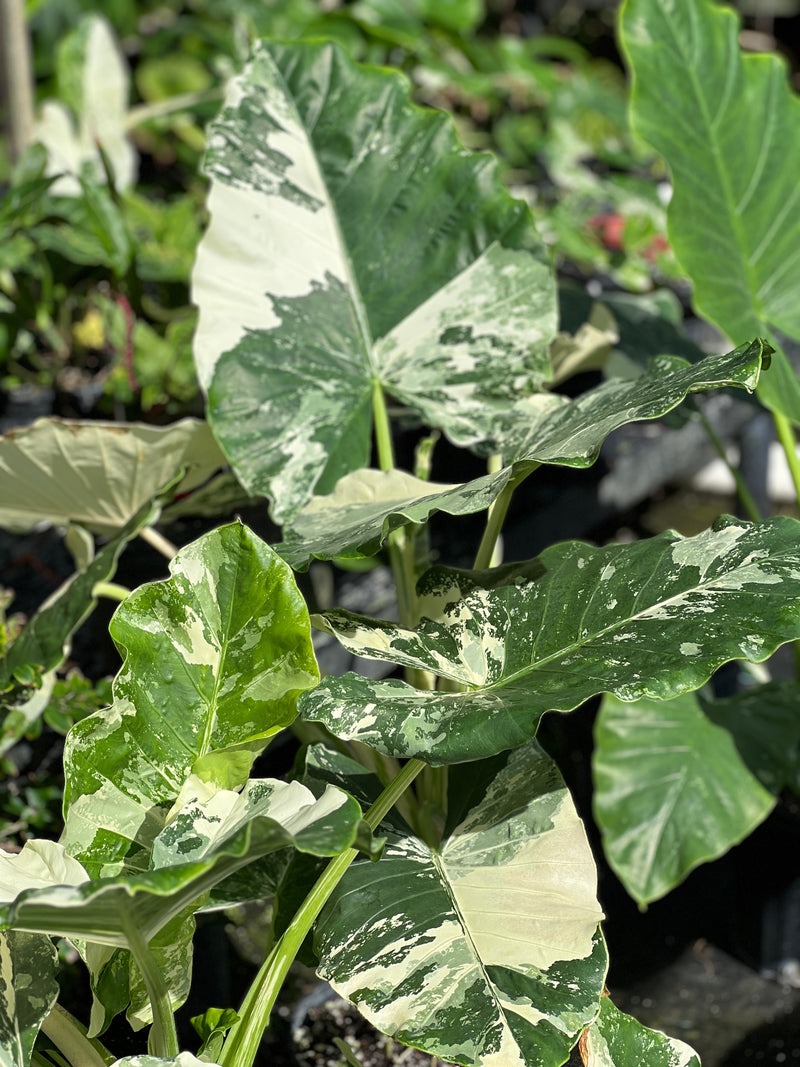 Alocasia macrorrhizos var. variegata