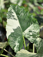 Alocasia macrorrhizos var. variegata