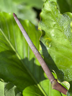 Anthurium dombeyanum
