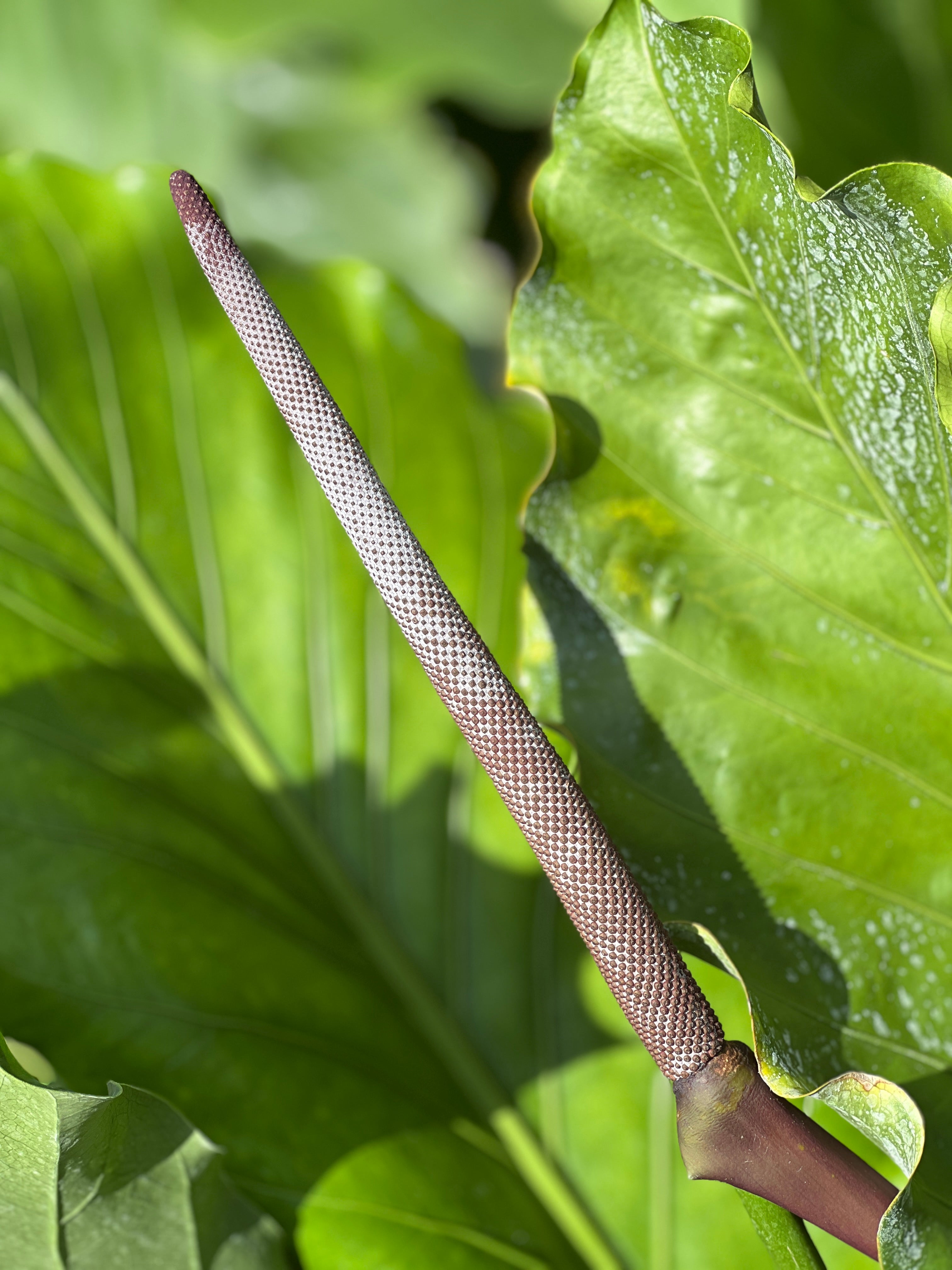 Anthurium dombeyanum