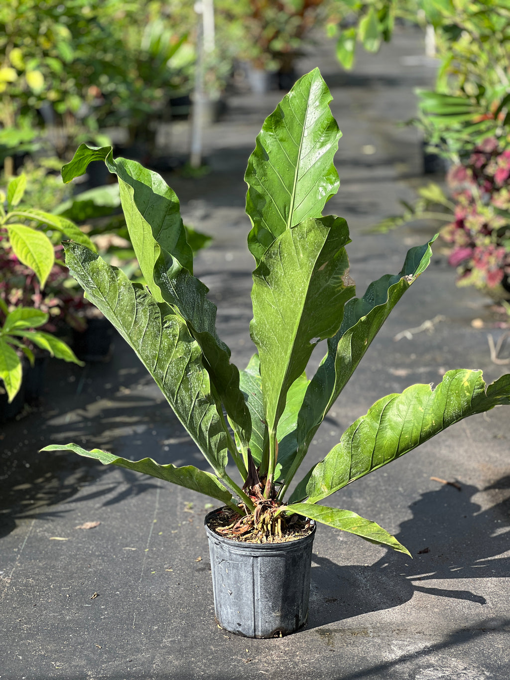 Anthurium dombeyanum