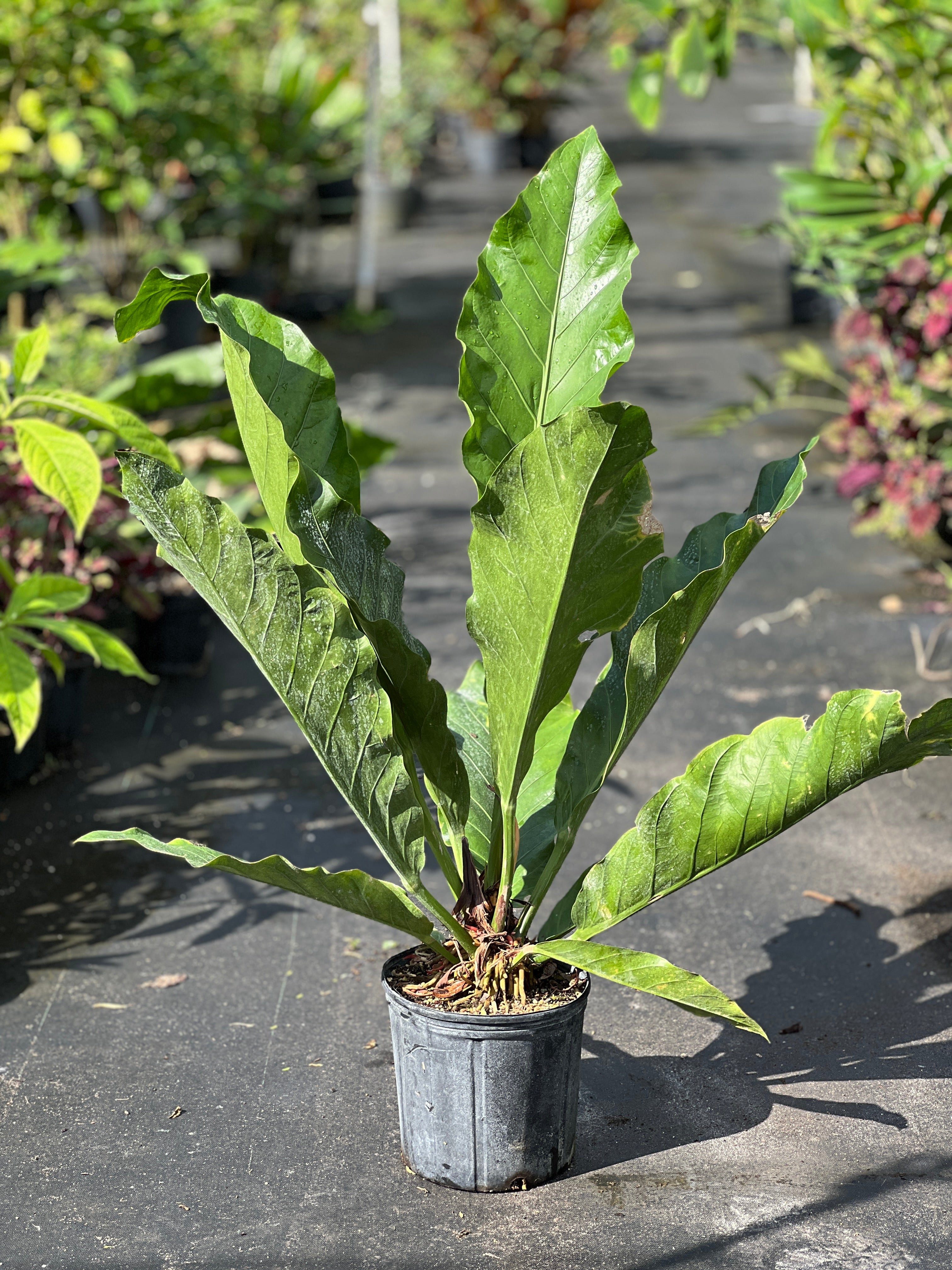 Anthurium dombeyanum