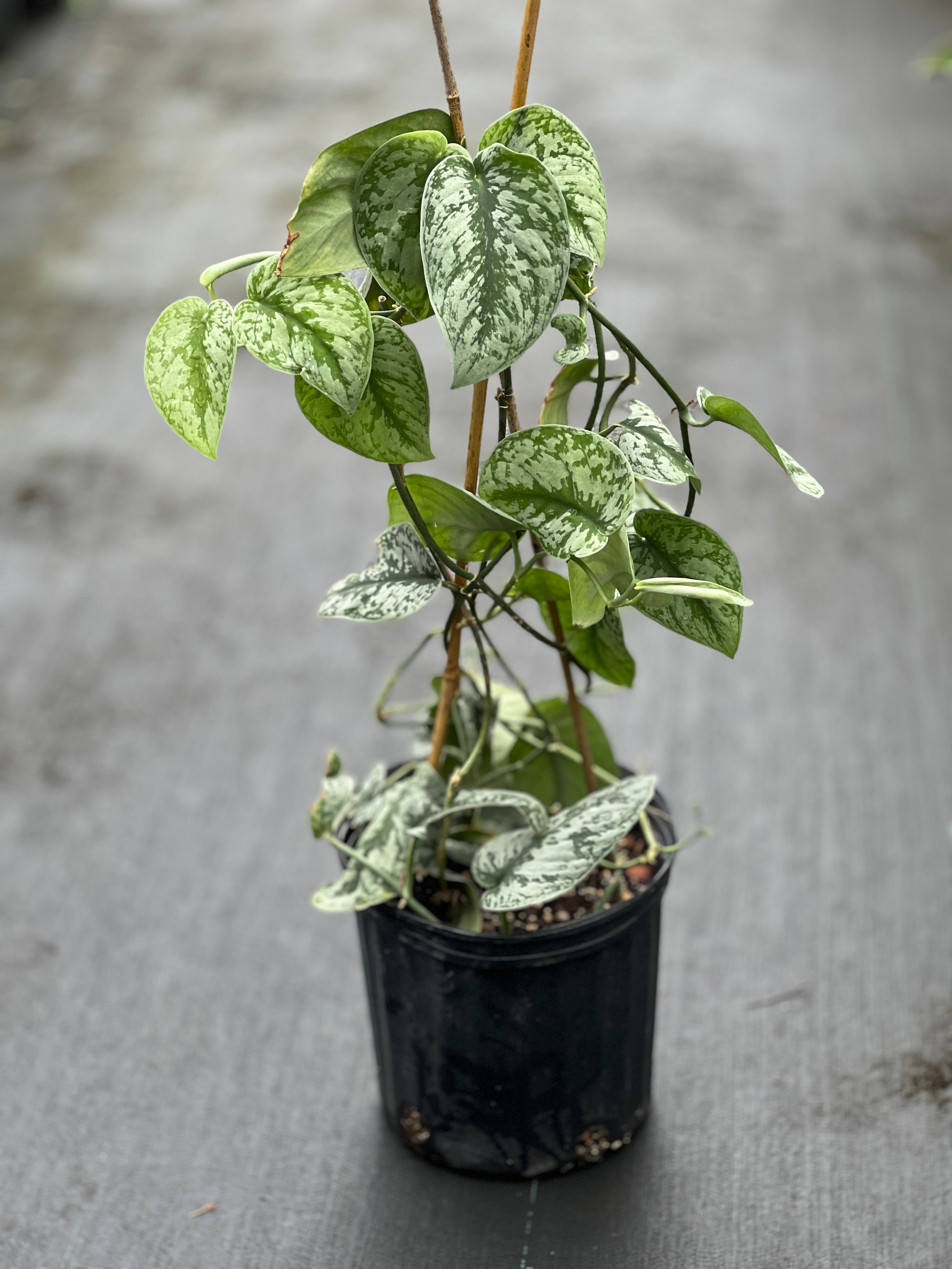 Scindapsus pictus 'Exotica'