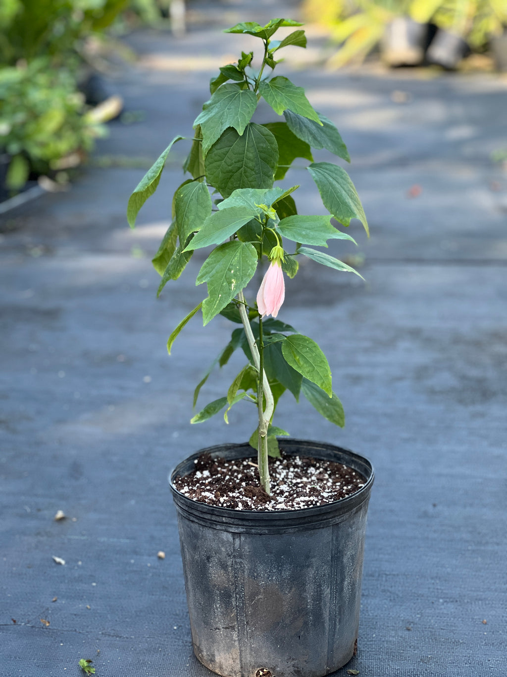 Malvaviscus penduliflorus 'Chilli Pink'