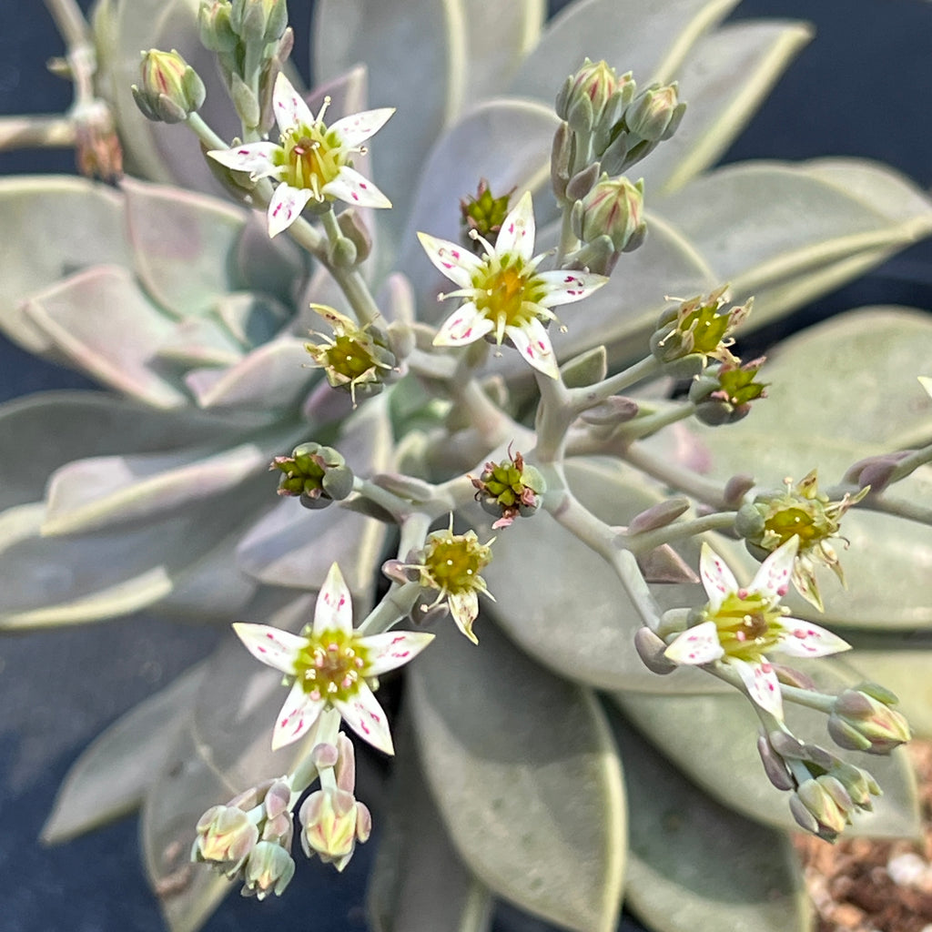Graptopetalum paraguayense
