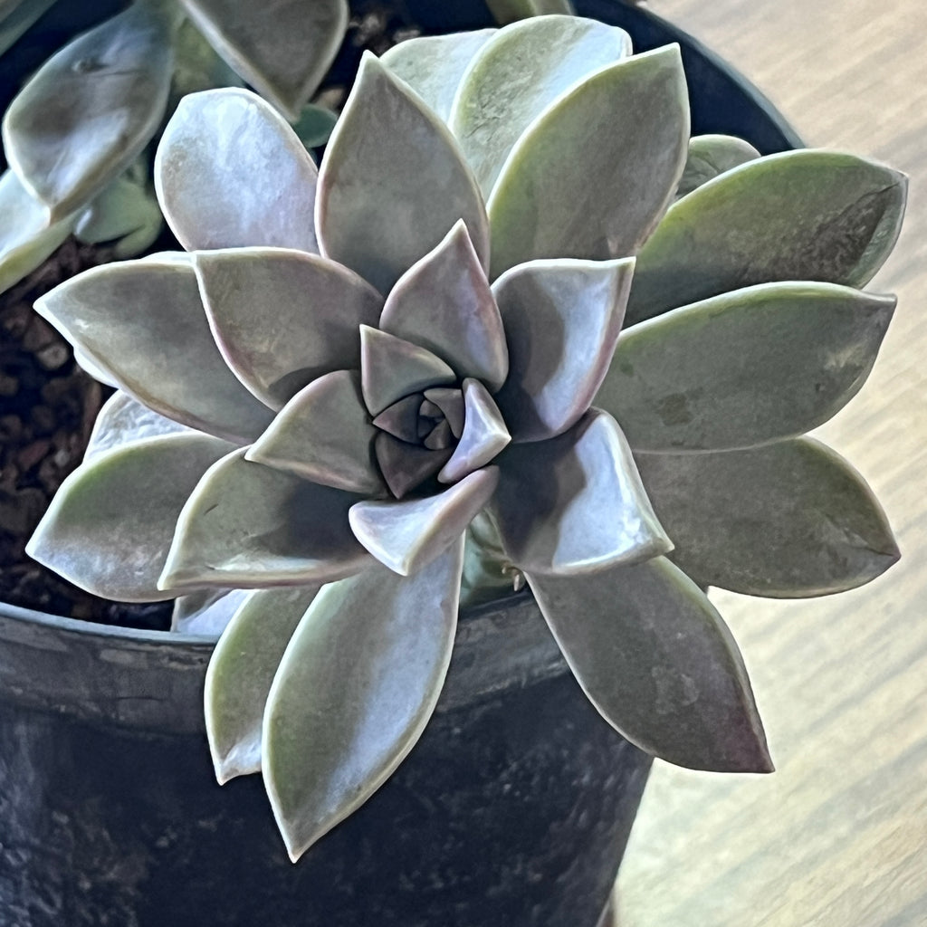 Graptopetalum paraguayense