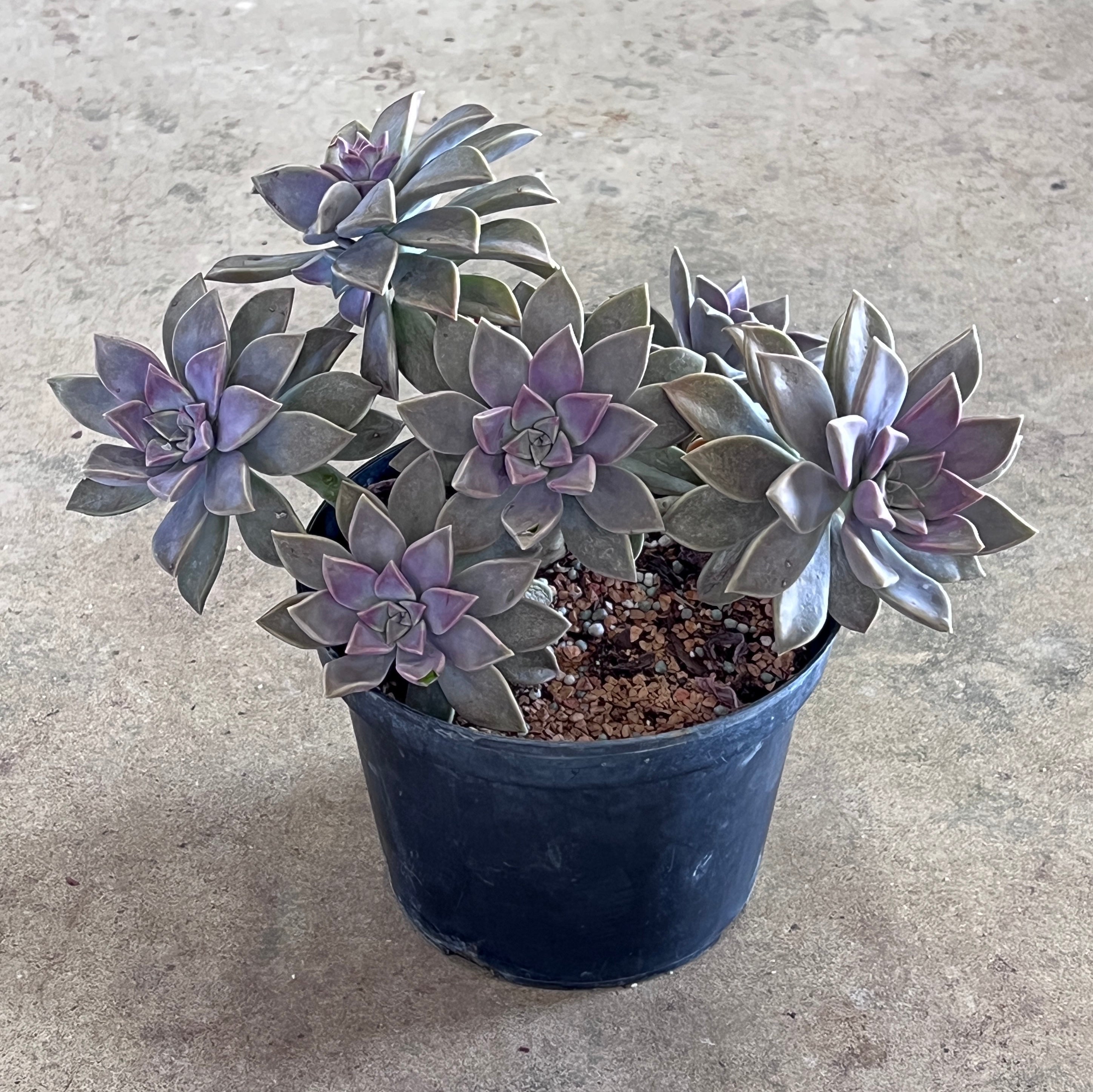 Graptopetalum paraguayense